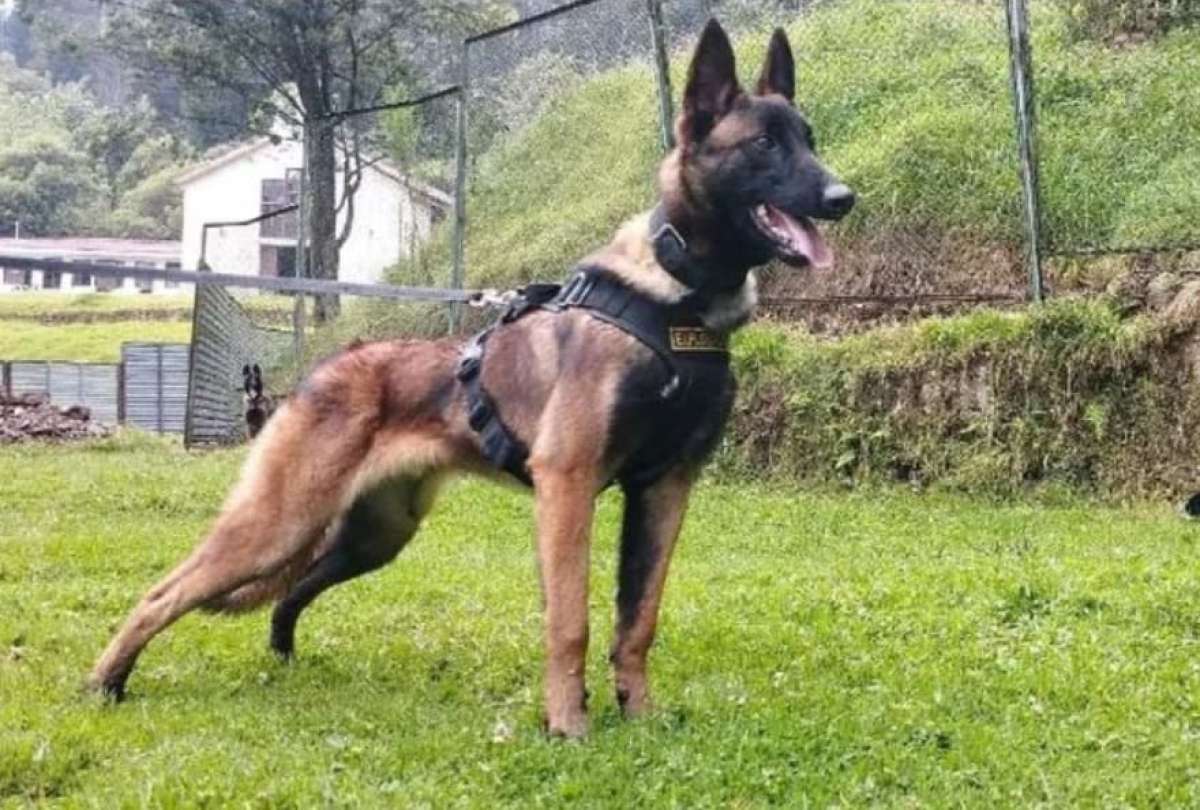 Las labores de búsqueda de Wilson continúan, tras 9 días desde su desaparición. 