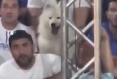 En Brasil, un can se volvi&oacute; famoso mientras observaba un partido de tenis de playa.&nbsp;