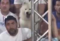 En Brasil, un can se volvió famoso mientras observaba un partido de tenis de playa. 