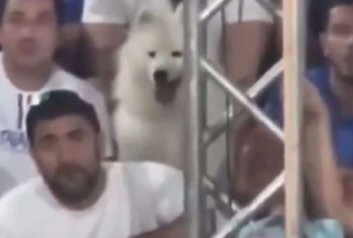 En Brasil, un can se volvió famoso mientras observaba un partido de tenis de playa. 