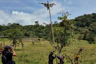 Prisi&oacute;n y multa econ&oacute;mica por &lsquo;crucificar&rsquo; a un &aacute;guila andina en peligro de extinci&oacute;n