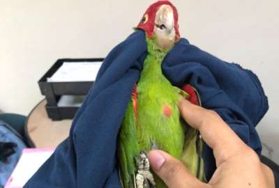 Los loros fueron rescatados en un operativo del Ministerio de Ambiente. 