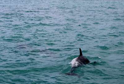 Delf&iacute;n encallado muri&oacute; en la playa de Colombia