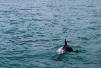 Delf&iacute;n encallado muri&oacute; en la playa de Colombia
