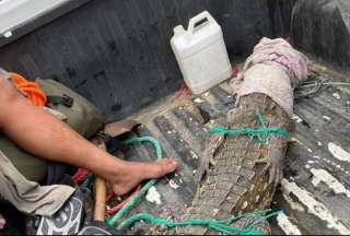 Liberan en un refugio natural a cocodrilo que apareció en concurrida playa de Ecuador