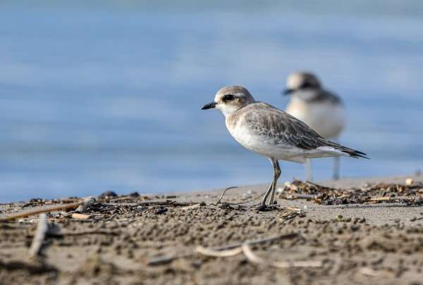 La promiscuidad de las aves machos puede causar 'divorcios'