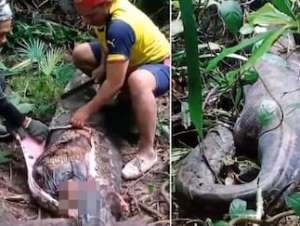 Im&aacute;genes sensibles del momento en que habitantes de una zona de Indonesia encuentran el cuerpo de una mujer en el interior de una pit&oacute;n.