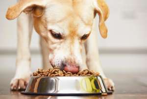 El alimento para los "peluditos" no grava IVA desde el 1 de febrero de 2025. 