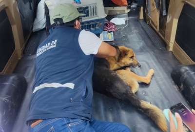 Trabajo comunitario para conductor que atropell&oacute; a un perro en Quito