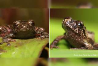 Descubren dos nuevas especies de ranas terrestres en el Corredor Ecol&oacute;gico Llanganates-Sangay