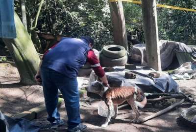 Los canes fueron encontrados encadenados y con muestras de desnutrici&oacute;n.