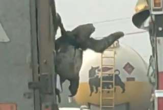 &iexcl;Indignante! As&iacute; llevaban a un oso perezoso en Santo Domingo