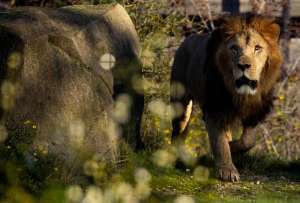 Leones atacan y matan a un trabajador de un zoológico frente a turistas en Tailandia