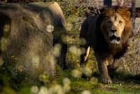 Leones atacan y matan a un trabajador de un zoológico frente a turistas en Tailandia