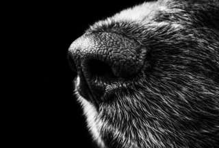 Rescate de una perra y sus cachorros tras un mes del terremoto de Turqu&iacute;a-Siria&nbsp;
