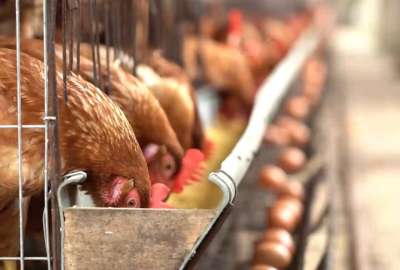 El contagio se habr&iacute;a realizado por un contacto con animales enfermos. 
