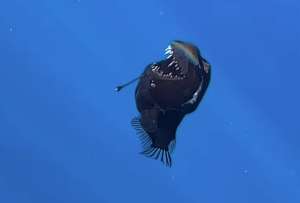 El pez diablo fue grabado en Tenerife