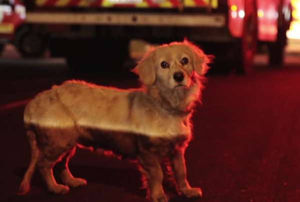 Una perrita busca a sus due&ntilde;os. La mascota fue encontrada durante uno de los incendios en Quito. 