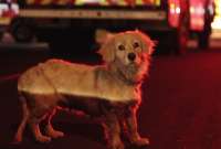Una perrita busca a sus dueños. La mascota fue encontrada durante uno de los incendios en Quito.