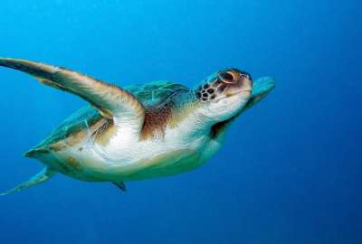 La ministra Sade Fritschi liderar&aacute; la D&eacute;cimo Primera Reuni&oacute;n de las Partes de la Convenci&oacute;n Interamericana de Tortugas Marinas - COP11 CIT, en Manta. 