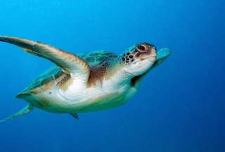 Ecuador, sede de conferencia por la conservaci&oacute;n de tortugas marinas