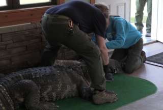 Estados Unidos: confiscan un caim&aacute;n enfermo utilizado como mascota