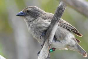 El pinz&oacute;n es una de las aves m&aacute;s amenazadas en las Islas Gal&aacute;pagos.