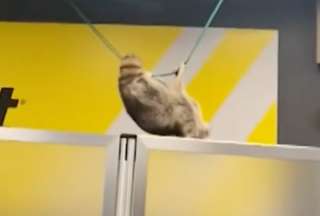 Mapache cae del techo y sorprende a pasajeros de un avi&oacute;n