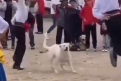 El perrito bailar&iacute;n en Cuenca.