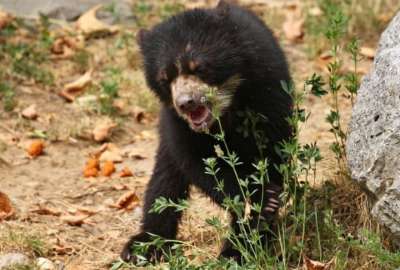Liberan a un oso andino en su h&aacute;bitat luego de dos a&ntilde;os de cautiverio