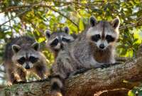 Un grupo de mapaches se apropió de los exteriores de una vivienda en Washington.