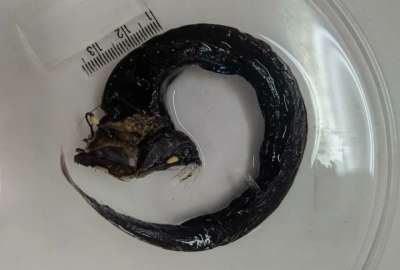 Encuentran una nueva especie de pez drag&oacute;n en las aguas de Brasil