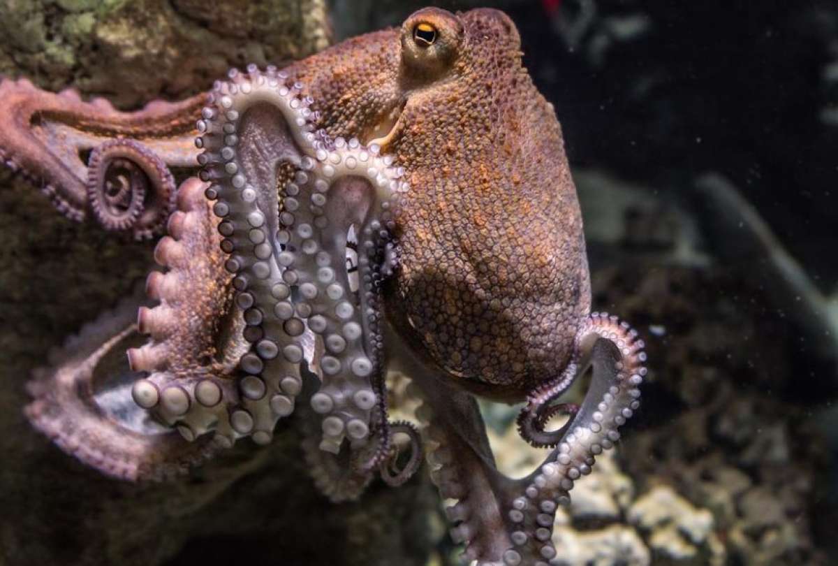 Cient&iacute;ficos hallan una posible explicaci&oacute;n al suicidio de los pulpos luego de su apareamiento