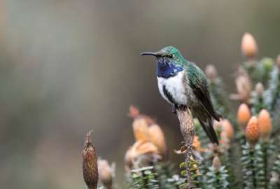 La Fundaci&oacute;n Jocotoco, con apoyo del Zool&oacute;gico de Indian&aacute;polis, trabajar&aacute; en la protecci&oacute;n del h&aacute;bitat de esta especie cr&iacute;ticamente amenazada.