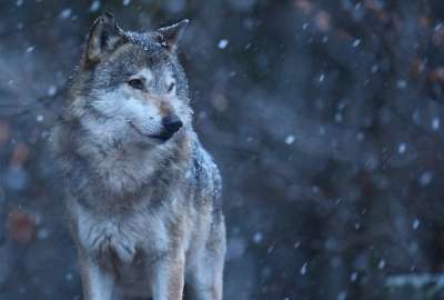 Rescate Inesperado: La Historia de un "perro" que result&oacute; ser un lobo