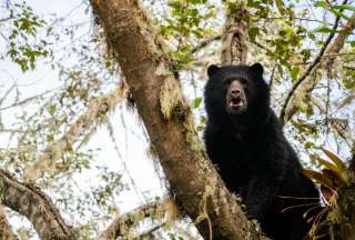 Ecuador propone soluci&oacute;n global para la conservaci&oacute;n con tecnolog&iacute;a blockchain y gesti&oacute;n&nbsp;comunitaria