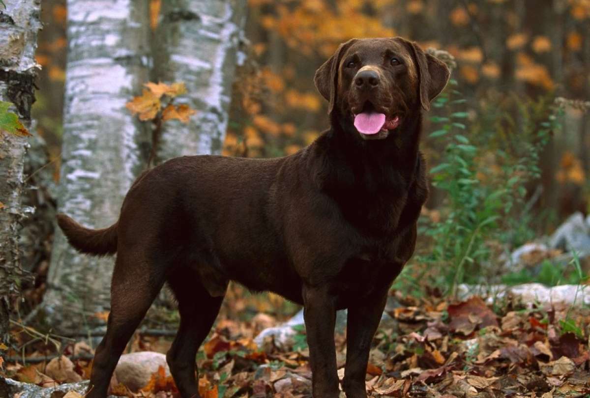Encontraron a una anciana de 80 años gracias a los ladridos de su perro. 