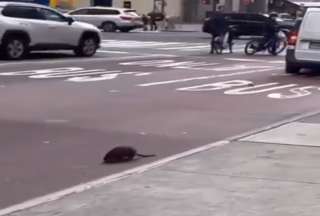 Captan a una rata gigante en Nueva York&nbsp;