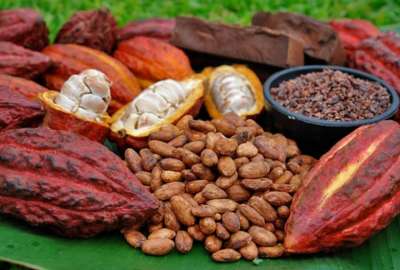 Estudio demuestra que el cacao S&Iacute; naci&oacute; en Ecuador