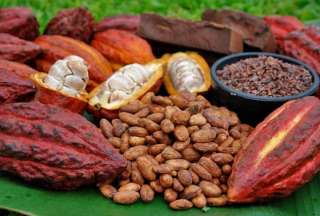 Estudio demuestra que el cacao S&Iacute; naci&oacute; en Ecuador