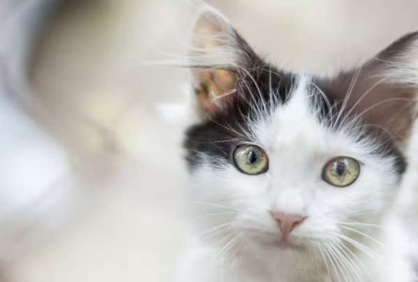 Desde hambre hasta dolor o afecto, cada maullido de un gato tiene un significado. 