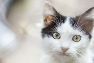 &iquest;Por qu&eacute; ma&uacute;llan los gatos?