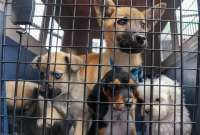10 cachorros fueron rescatados de comerciantes que los vend&iacute;an en las calles de El Quinche. 