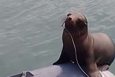 El lobo marino ten&iacute;a incrustado un anzuelo en su hocico. Ocurri&oacute; en Gal&aacute;pagos. 