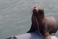 El lobo marino tenía incrustado un anzuelo en su hocico. Ocurrió en Galápagos.