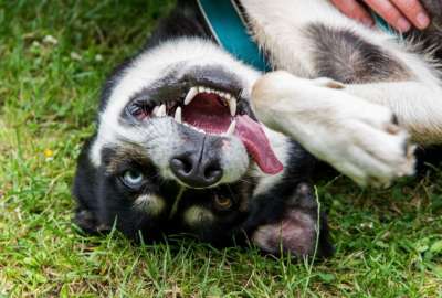 Un perro husky siberiano fue colgado en un &aacute;rbol