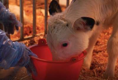 Cient&iacute;ficos chinos clonaron a tres vacas lecheras