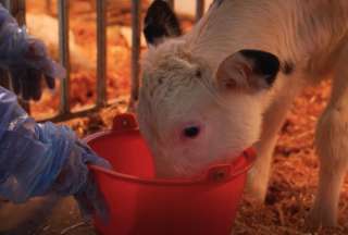 Cient&iacute;ficos chinos clonaron a tres vacas lecheras