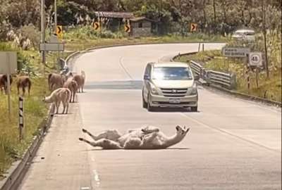  Un video en el Parque Nacional Cajas de Cuenca muestra a una llama en plena v&iacute;a. El animal se ve relajado y disfrutando del paisaje.