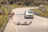 Un video en el Parque Nacional Cajas de Cuenca muestra a una llama en plena vía. El animal se ve relajado y disfrutando del paisaje.